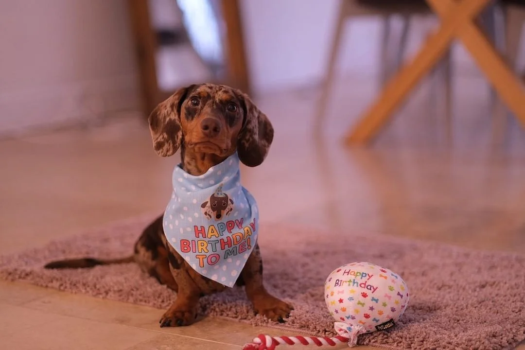 How many years is top dog years in human years